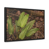 Rainforest Trails & Views - Gallery Canvas Wraps, Horizontal Frame - El Yunque National Forest - Puerto Rico - Rio Sabana one of over 250 plant species - Green Forest Home