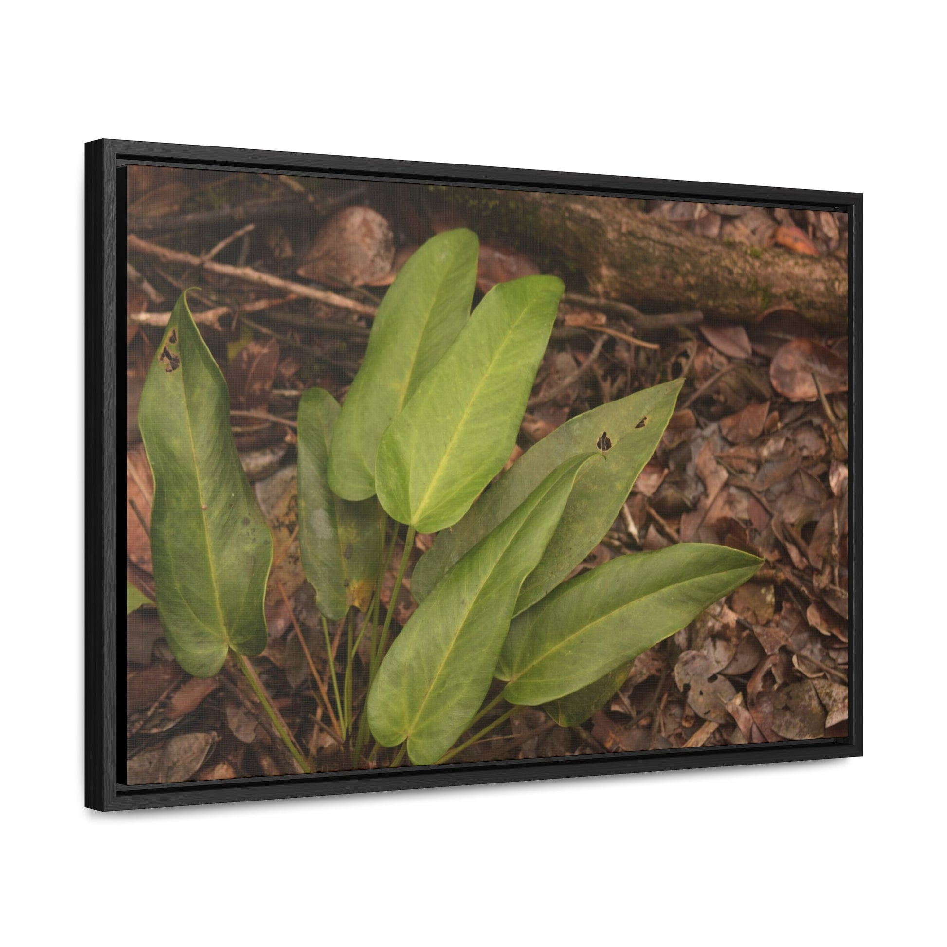 Rainforest Trails & Views - Gallery Canvas Wraps, Horizontal Frame - El Yunque National Forest - Puerto Rico - Rio Sabana one of over 250 plant species - Green Forest Home