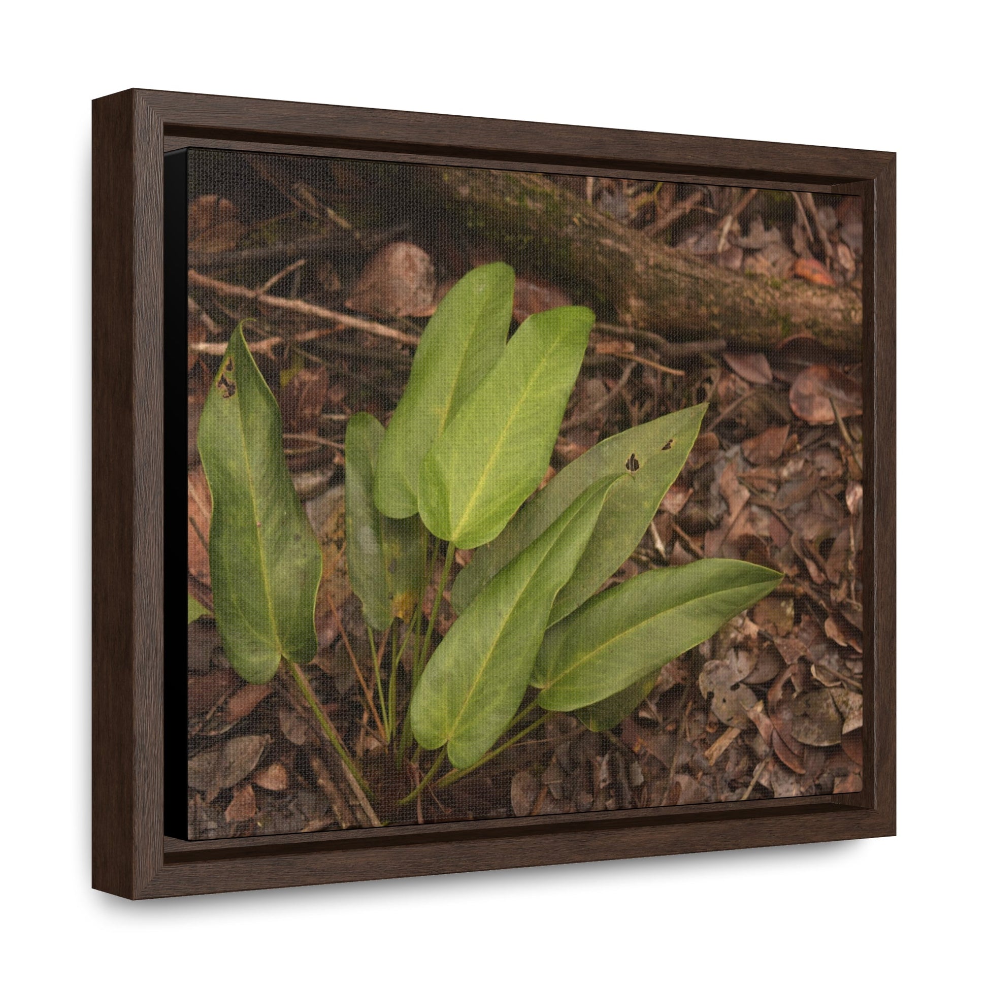 Rainforest Trails & Views - Gallery Canvas Wraps, Horizontal Frame - El Yunque National Forest - Puerto Rico - Rio Sabana one of over 250 plant species - Green Forest Home