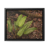 Rainforest Trails & Views - Gallery Canvas Wraps, Horizontal Frame - El Yunque National Forest - Puerto Rico - Rio Sabana one of over 250 plant species - Green Forest Home