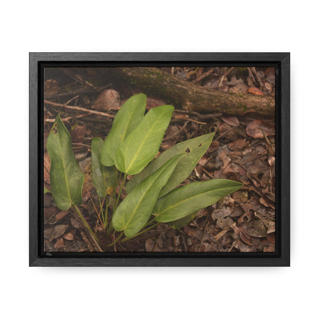 Rainforest Trails & Views - Gallery Canvas Wraps, Horizontal Frame - El Yunque National Forest - Puerto Rico - Rio Sabana one of over 250 plant species - Green Forest Home