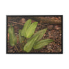 Rainforest Trails & Views - Gallery Canvas Wraps, Horizontal Frame - El Yunque National Forest - Puerto Rico - Rio Sabana one of over 250 plant species - Green Forest Home