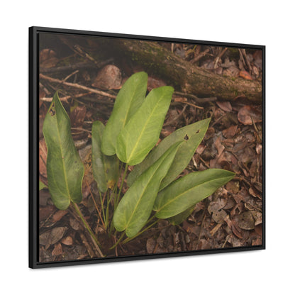 Rainforest Trails & Views - Gallery Canvas Wraps, Horizontal Frame - El Yunque National Forest - Puerto Rico - Rio Sabana one of over 250 plant species - Green Forest Home