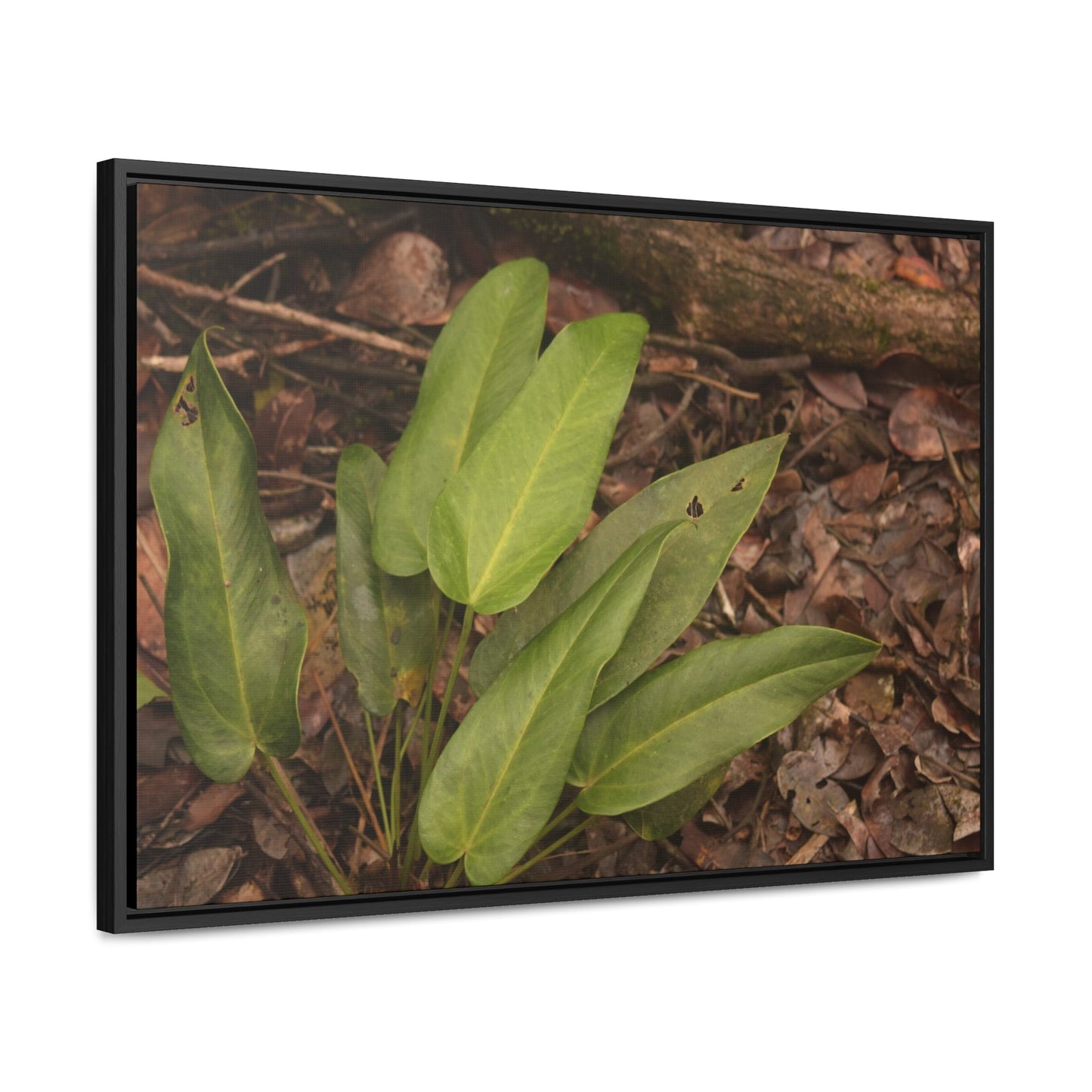 Rainforest Trails & Views - Gallery Canvas Wraps, Horizontal Frame - El Yunque National Forest - Puerto Rico - Rio Sabana one of over 250 plant species - Green Forest Home