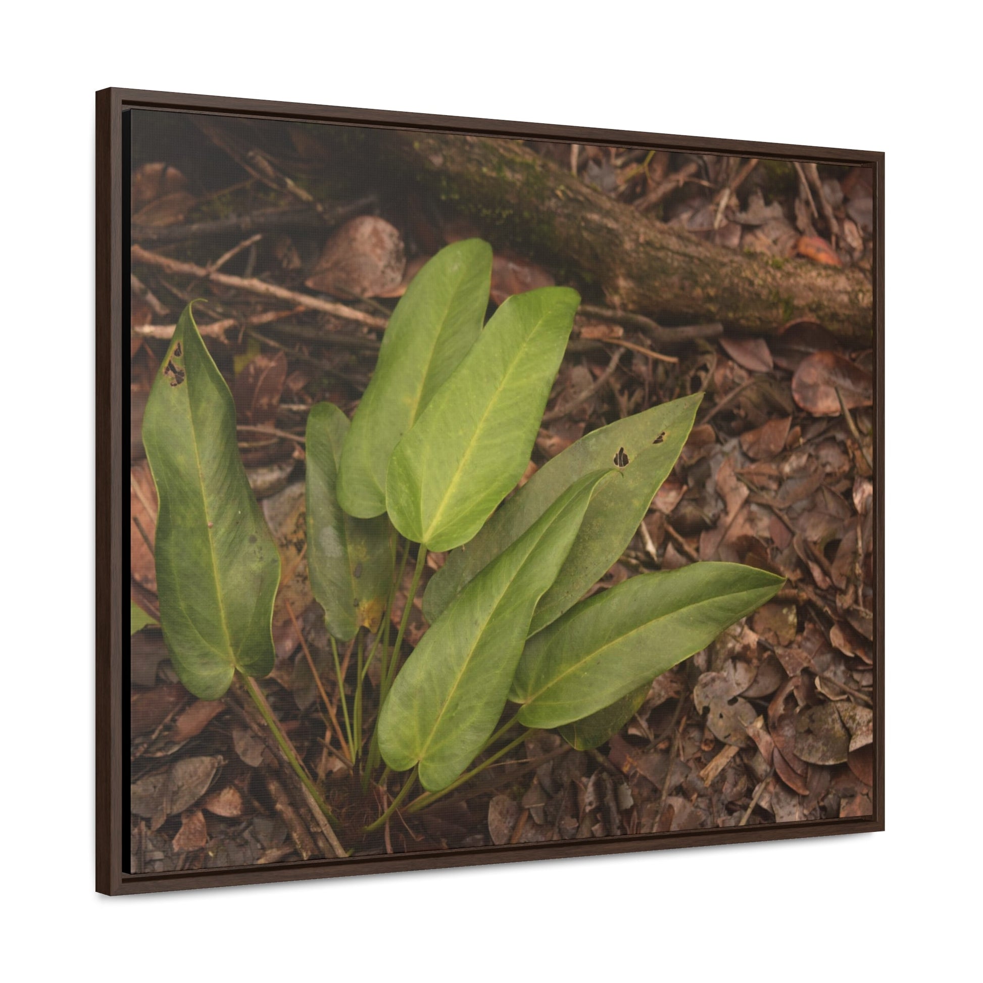 Rainforest Trails & Views - Gallery Canvas Wraps, Horizontal Frame - El Yunque National Forest - Puerto Rico - Rio Sabana one of over 250 plant species - Green Forest Home