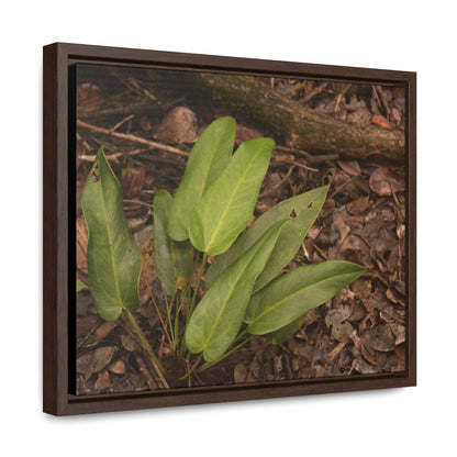 Rainforest Trails & Views - Gallery Canvas Wraps, Horizontal Frame - El Yunque National Forest - Puerto Rico - Rio Sabana one of over 250 plant species - Green Forest Home