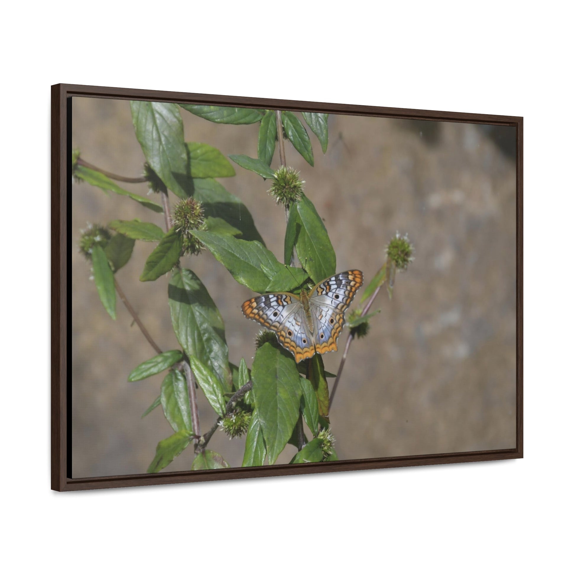 Rainforest Trails & Views - Gallery Canvas Wraps, Horizontal Frame - El Yunque National Forest - Puerto Rico - Rio Sabana Park Butterfly - Green Forest Home