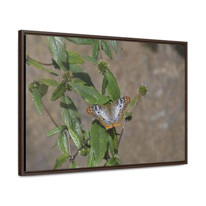 Rainforest Trails & Views - Gallery Canvas Wraps, Horizontal Frame - El Yunque National Forest - Puerto Rico - Rio Sabana Park Butterfly - Green Forest Home