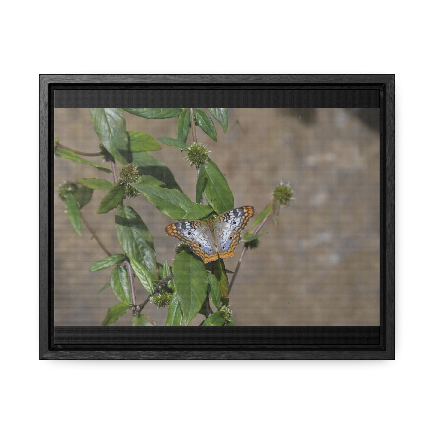 Rainforest Trails & Views - Gallery Canvas Wraps, Horizontal Frame - El Yunque National Forest - Puerto Rico - Rio Sabana Park Butterfly - Green Forest Home