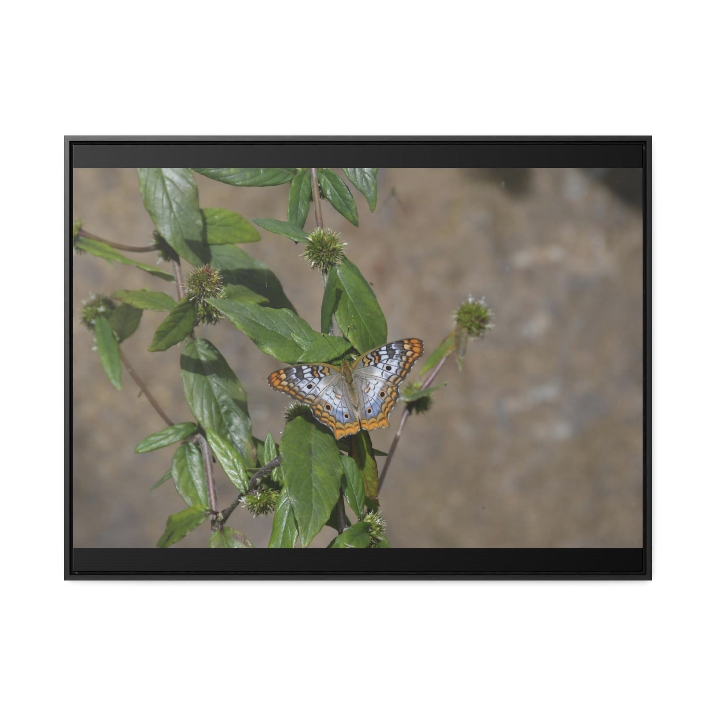 Rainforest Trails & Views - Gallery Canvas Wraps, Horizontal Frame - El Yunque National Forest - Puerto Rico - Rio Sabana Park Butterfly - Green Forest Home