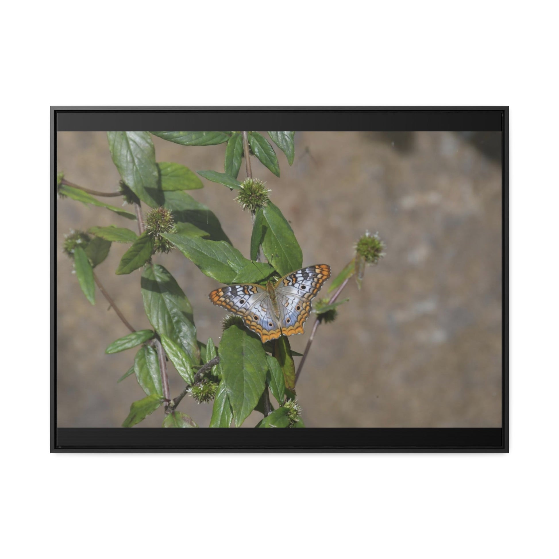 Rainforest Trails & Views - Gallery Canvas Wraps, Horizontal Frame - El Yunque National Forest - Puerto Rico - Rio Sabana Park Butterfly - Green Forest Home