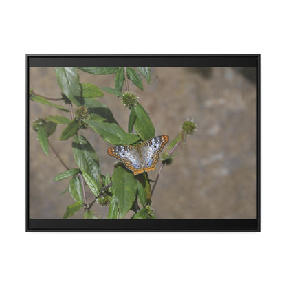 Rainforest Trails & Views - Gallery Canvas Wraps, Horizontal Frame - El Yunque National Forest - Puerto Rico - Rio Sabana Park Butterfly - Green Forest Home