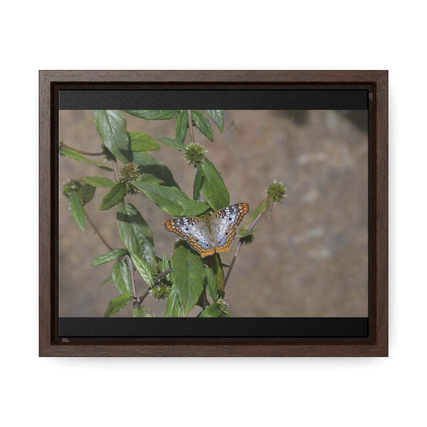 Rainforest Trails & Views - Gallery Canvas Wraps, Horizontal Frame - El Yunque National Forest - Puerto Rico - Rio Sabana Park Butterfly - Green Forest Home
