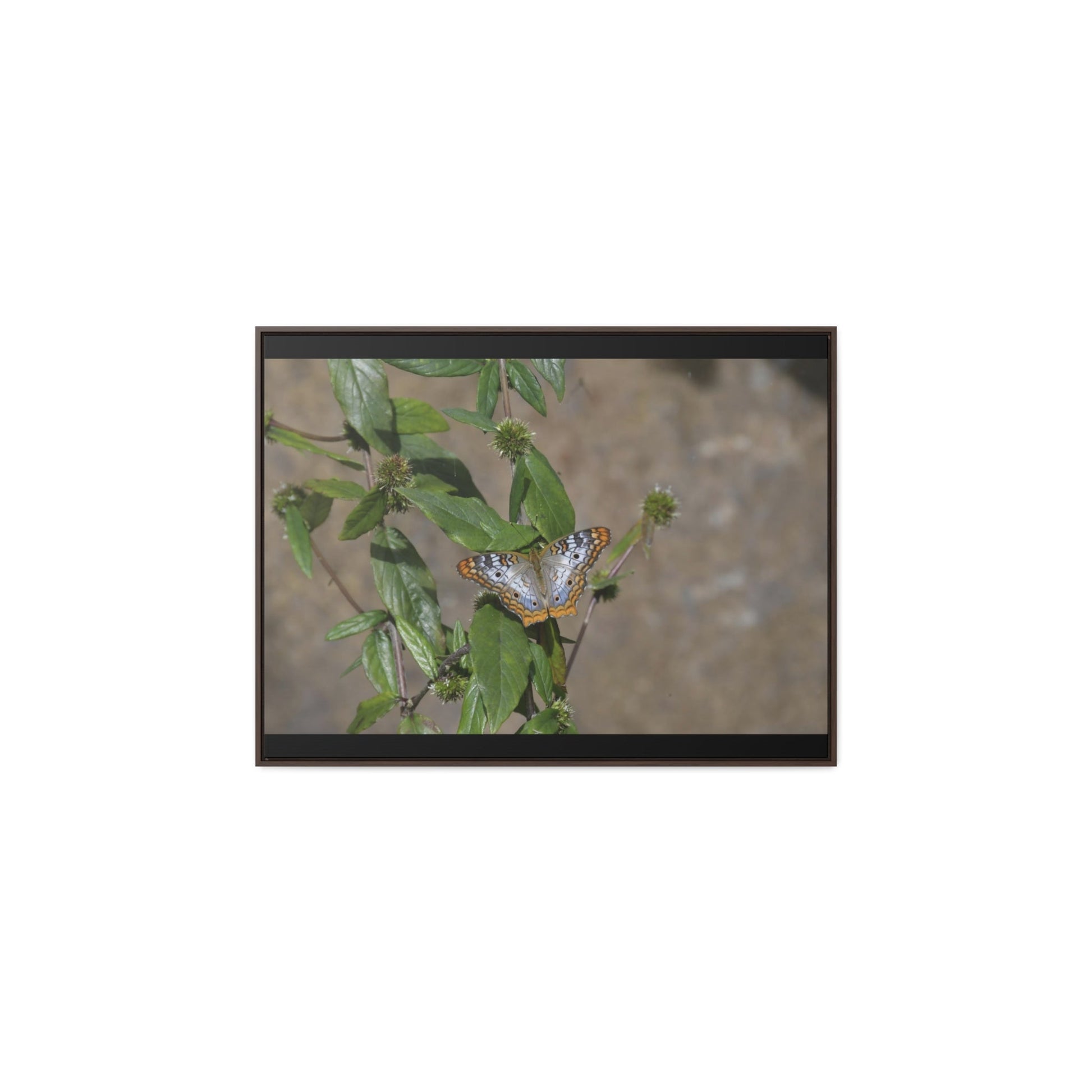 Rainforest Trails & Views - Gallery Canvas Wraps, Horizontal Frame - El Yunque National Forest - Puerto Rico - Rio Sabana Park Butterfly - Green Forest Home