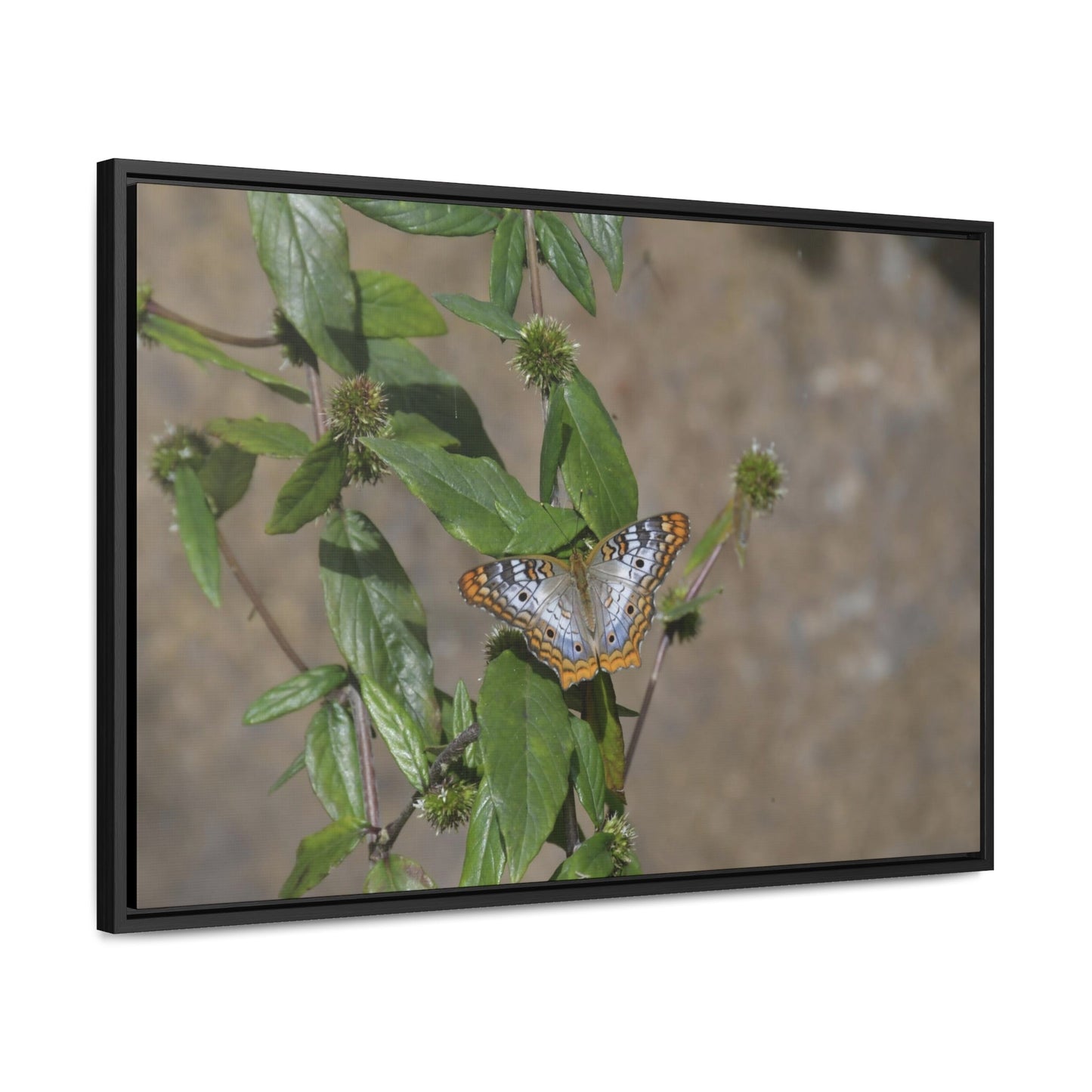 Rainforest Trails & Views - Gallery Canvas Wraps, Horizontal Frame - El Yunque National Forest - Puerto Rico - Rio Sabana Park Butterfly - Green Forest Home