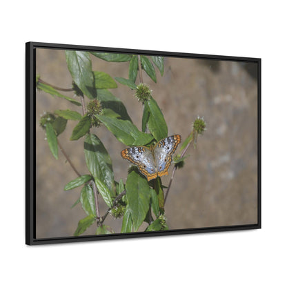 Rainforest Trails & Views - Gallery Canvas Wraps, Horizontal Frame - El Yunque National Forest - Puerto Rico - Rio Sabana Park Butterfly - Green Forest Home