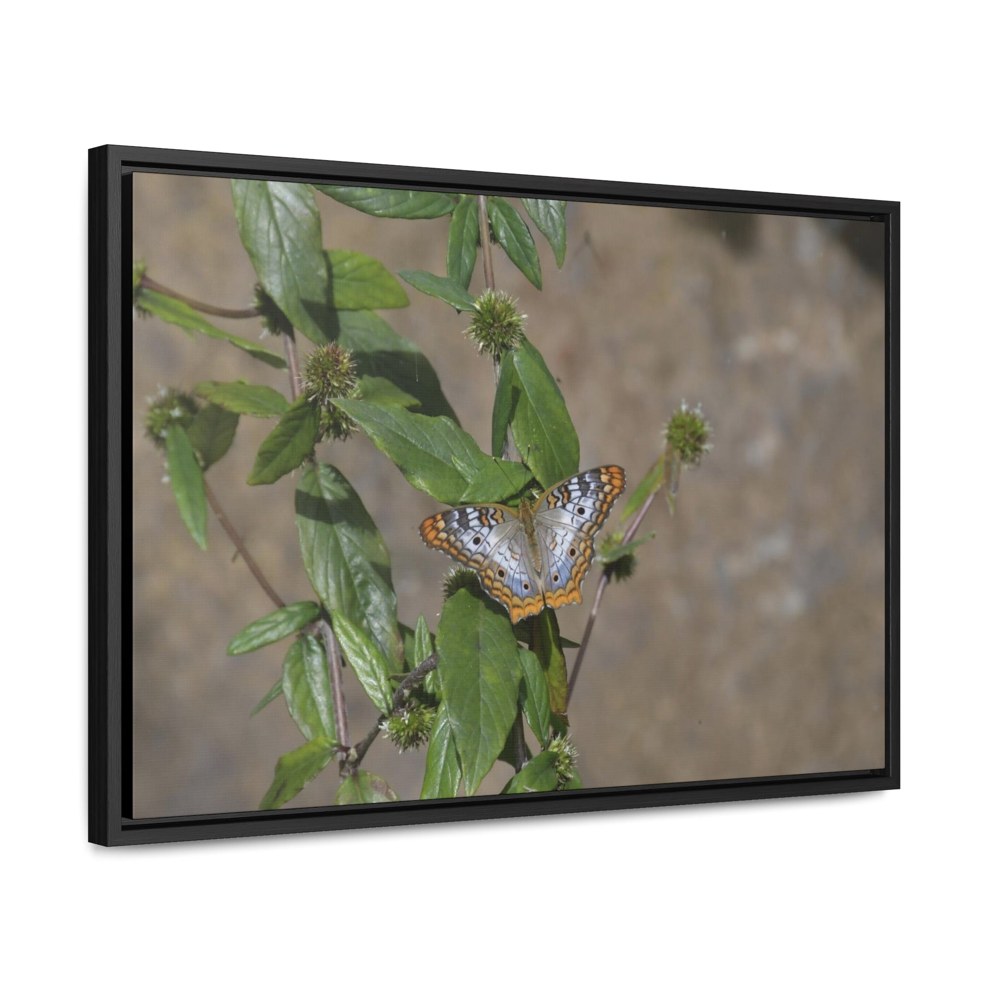 Rainforest Trails & Views - Gallery Canvas Wraps, Horizontal Frame - El Yunque National Forest - Puerto Rico - Rio Sabana Park Butterfly - Green Forest Home