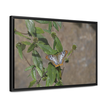 Rainforest Trails & Views - Gallery Canvas Wraps, Horizontal Frame - El Yunque National Forest - Puerto Rico - Rio Sabana Park Butterfly - Green Forest Home