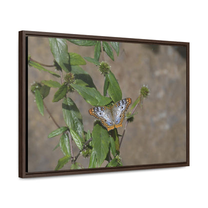 Rainforest Trails & Views - Gallery Canvas Wraps, Horizontal Frame - El Yunque National Forest - Puerto Rico - Rio Sabana Park Butterfly - Green Forest Home