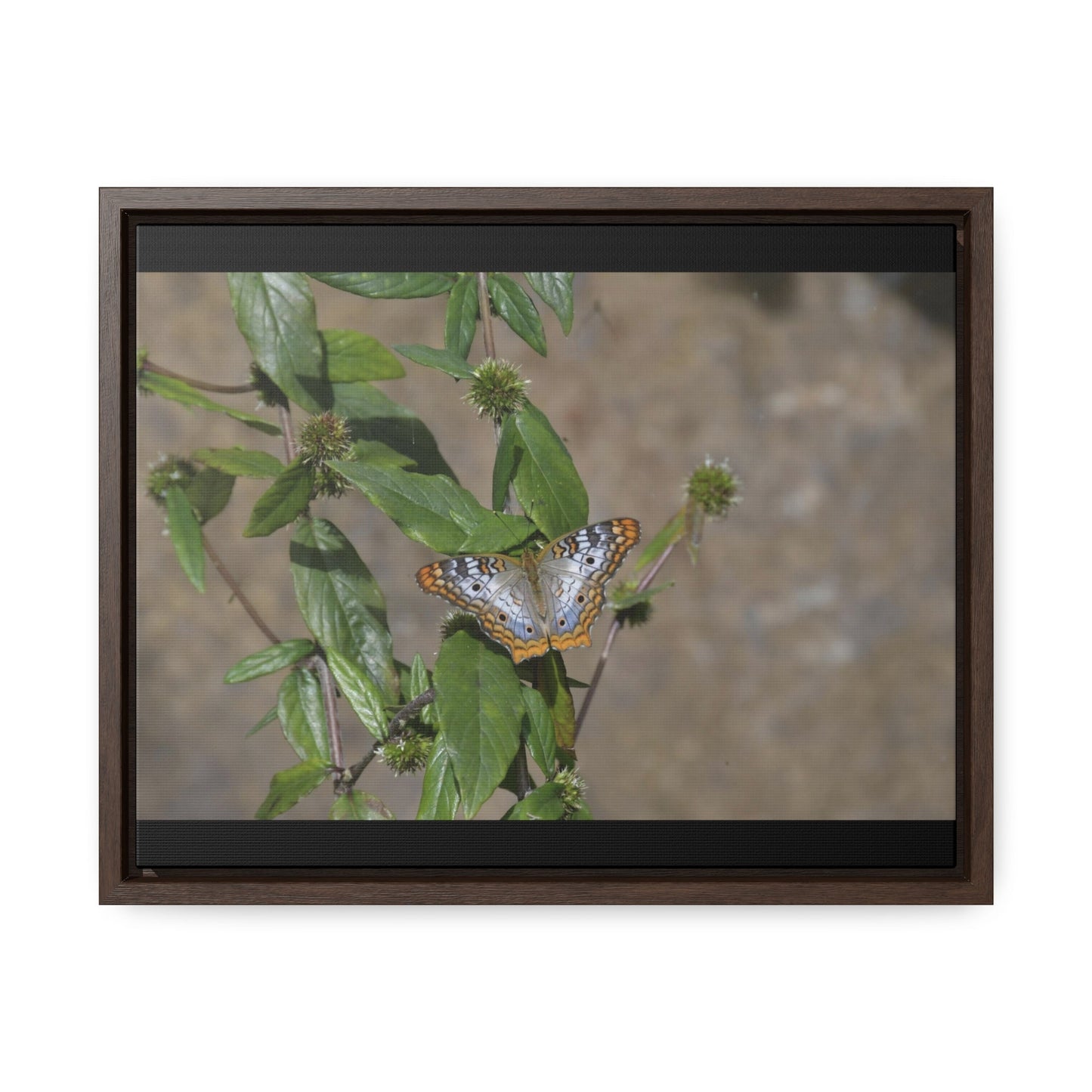 Rainforest Trails & Views - Gallery Canvas Wraps, Horizontal Frame - El Yunque National Forest - Puerto Rico - Rio Sabana Park Butterfly - Green Forest Home