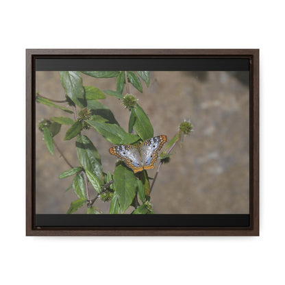 Rainforest Trails & Views - Gallery Canvas Wraps, Horizontal Frame - El Yunque National Forest - Puerto Rico - Rio Sabana Park Butterfly - Green Forest Home