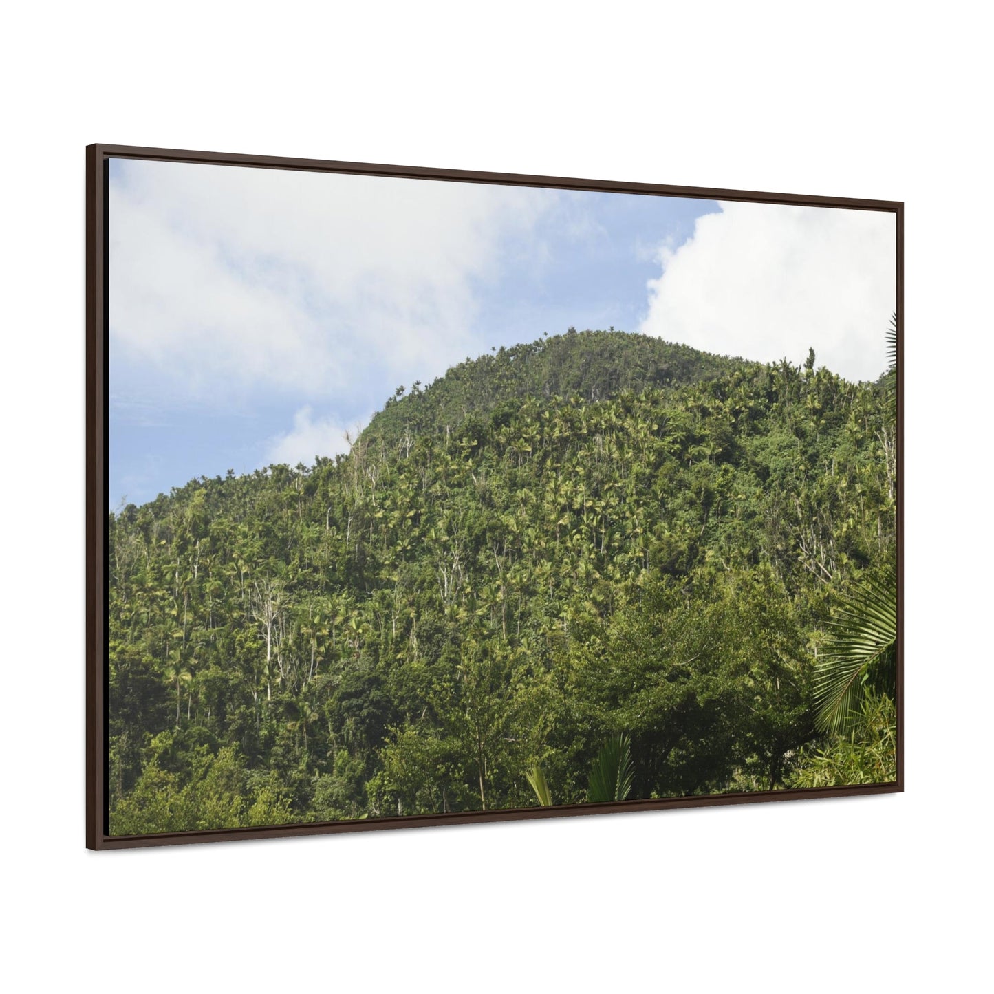 Rainforest Trails & Views - Gallery Canvas Wraps, Horizontal Frame - El Yunque National Forest - Puerto Rico - Rio Sabana park dense forest mountains - Green Forest Home