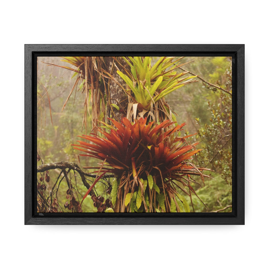 Rainforest Trails & Views - Gallery Canvas Wraps, Horizontal Frame - El Yunque National Forest - Puerto Rico - Rio Sabana red & green Bromeliads in Sierra Palm - Green Forest Home