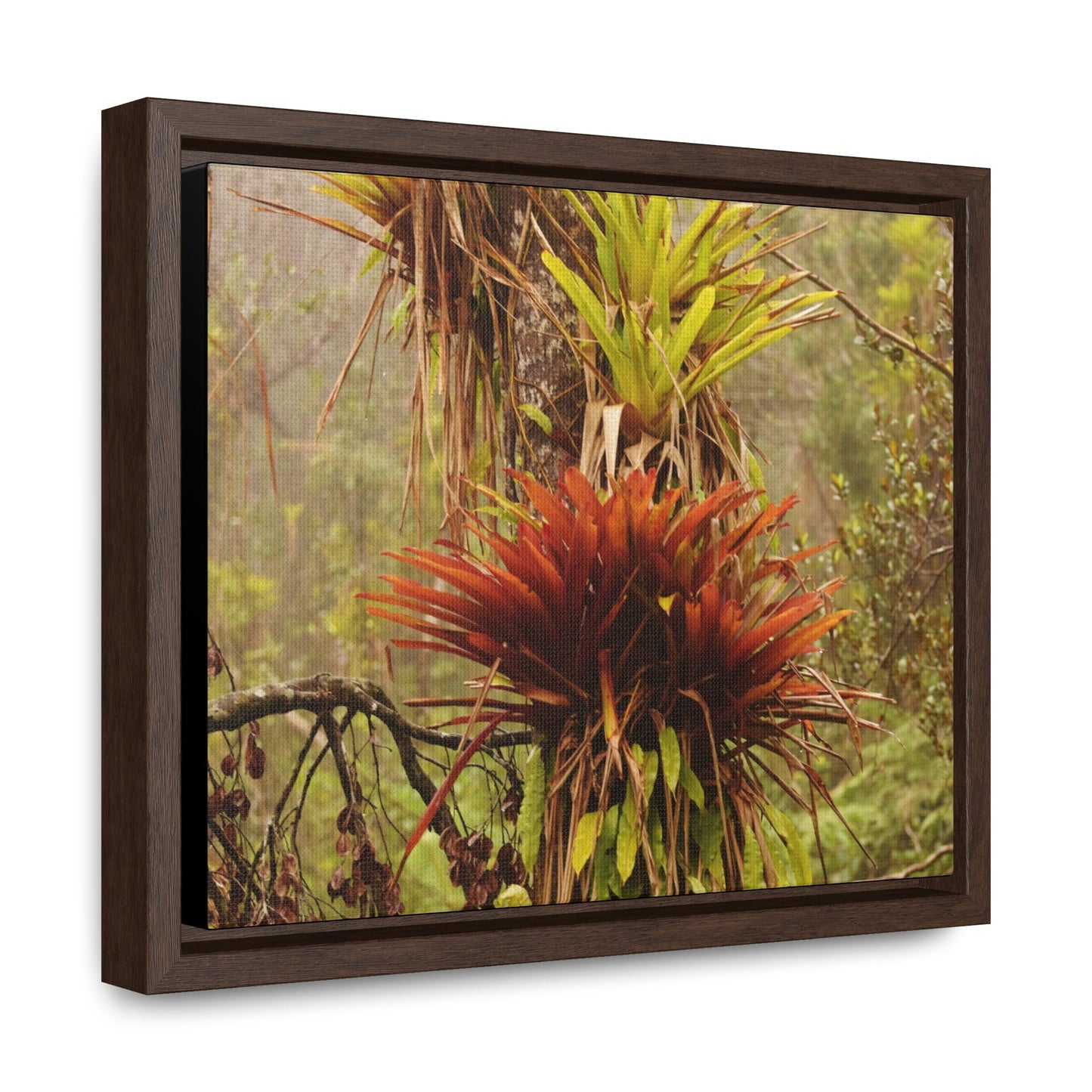 Rainforest Trails & Views - Gallery Canvas Wraps, Horizontal Frame - El Yunque National Forest - Puerto Rico - Rio Sabana red & green Bromeliads in Sierra Palm - Green Forest Home