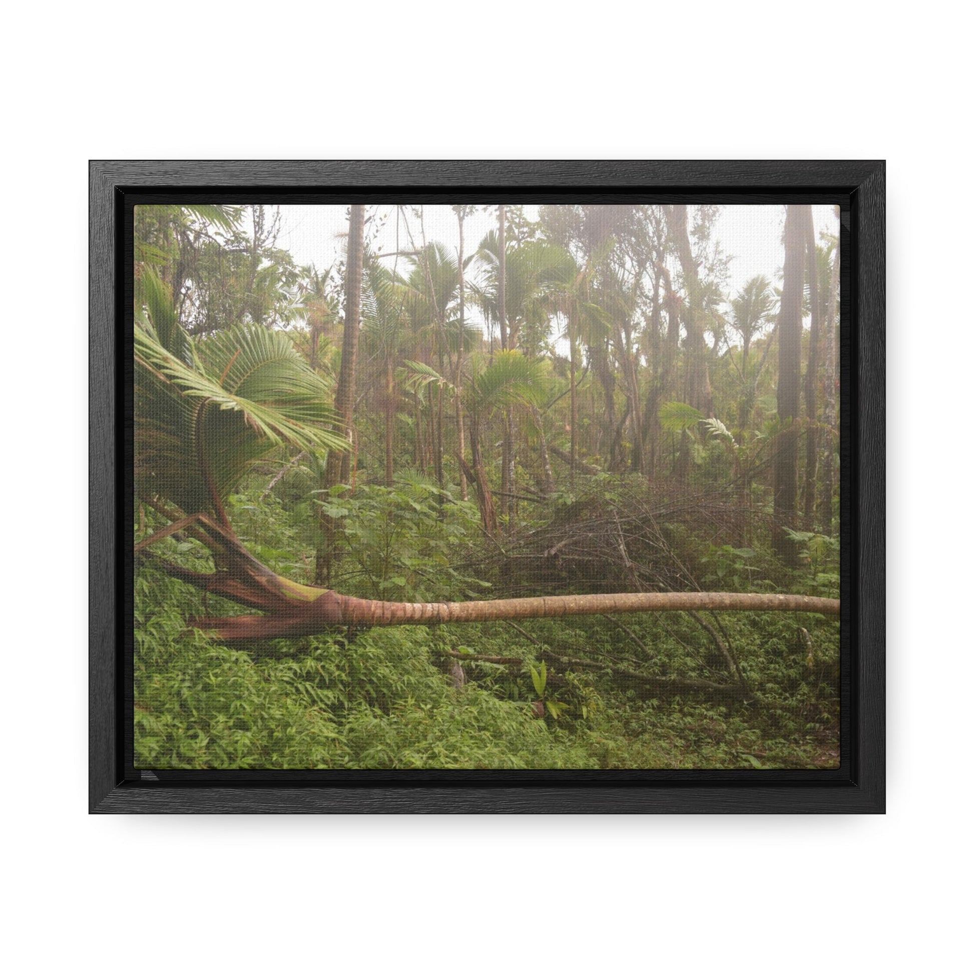 Rainforest Trails & Views - Gallery Canvas Wraps, Horizontal Frame - El Yunque National Forest - Puerto Rico - Rio Sabana Sierra Palm Tree fallen by Hurricane Maria - Green Forest Home
