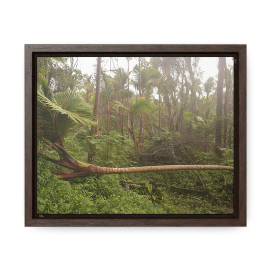 Rainforest Trails & Views - Gallery Canvas Wraps, Horizontal Frame - El Yunque National Forest - Puerto Rico - Rio Sabana Sierra Palm Tree fallen by Hurricane Maria - Green Forest Home