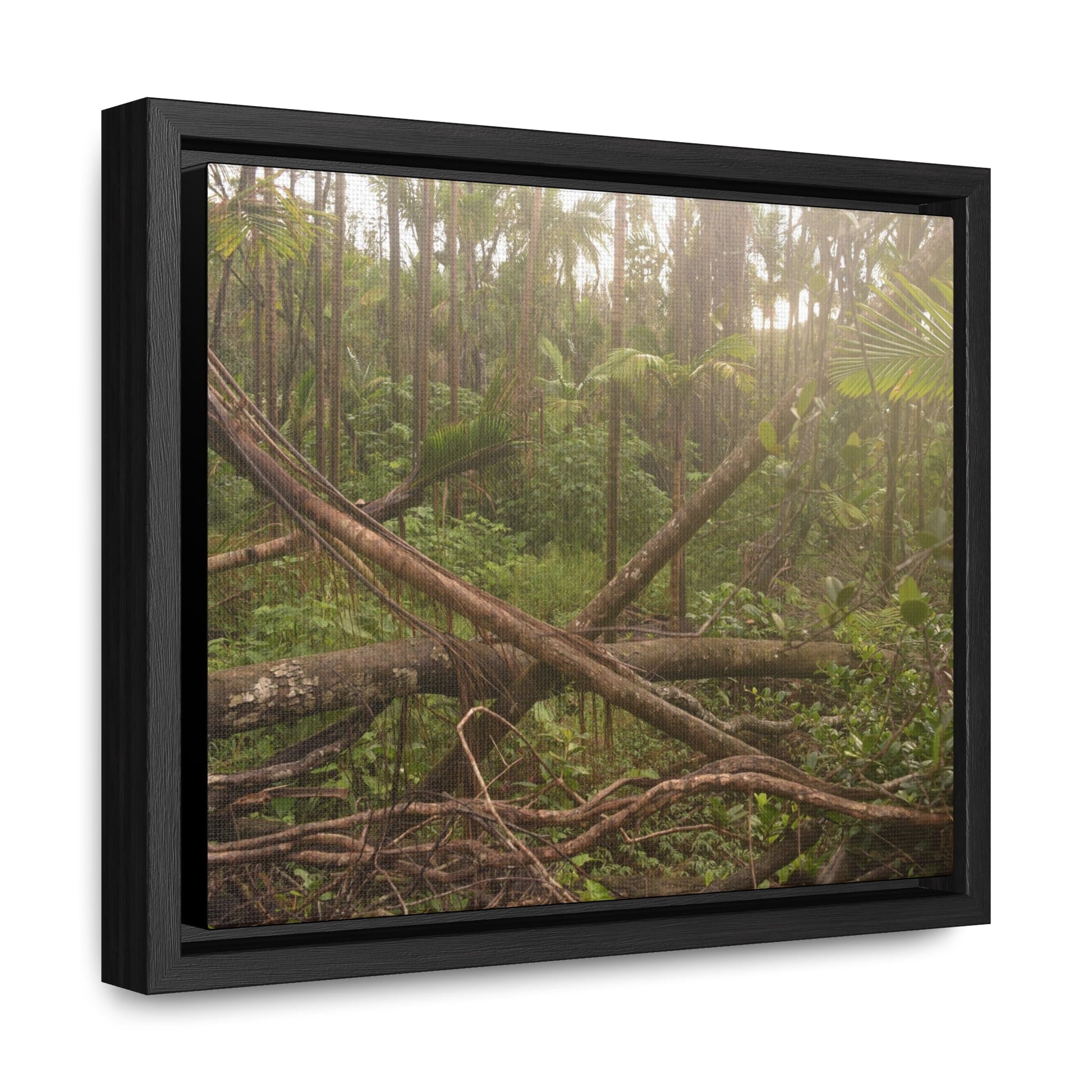 Rainforest Trails & Views - Gallery Canvas Wraps, Horizontal Frame - El Yunque National Forest - Puerto Rico - Rio Sabana tangle of Trees destroyed by Hurricane Maria - Green Forest Home