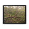 Rainforest Trails & Views - Gallery Canvas Wraps, Horizontal Frame - El Yunque National Forest - Puerto Rico - Rio Sabana tangle of Trees destroyed by Hurricane Maria - Green Forest Home