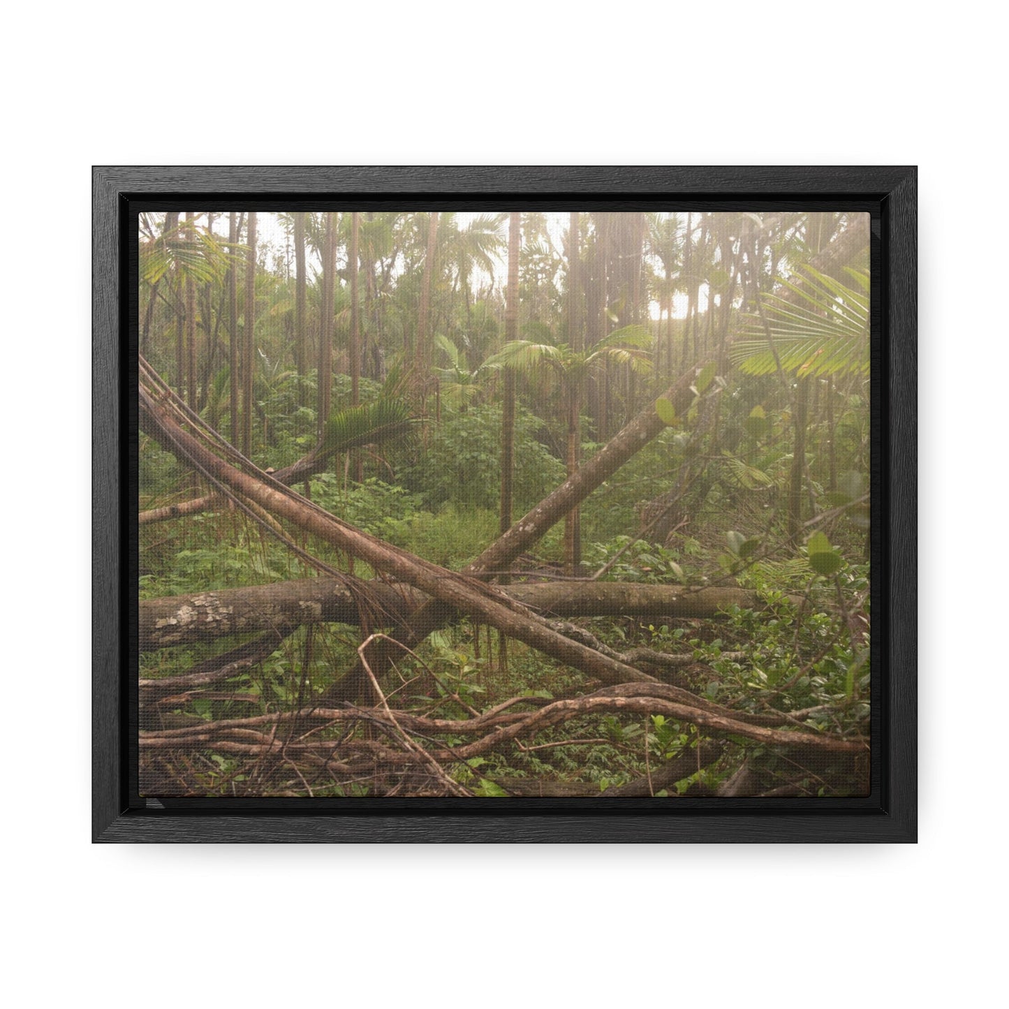Rainforest Trails & Views - Gallery Canvas Wraps, Horizontal Frame - El Yunque National Forest - Puerto Rico - Rio Sabana tangle of Trees destroyed by Hurricane Maria - Green Forest Home