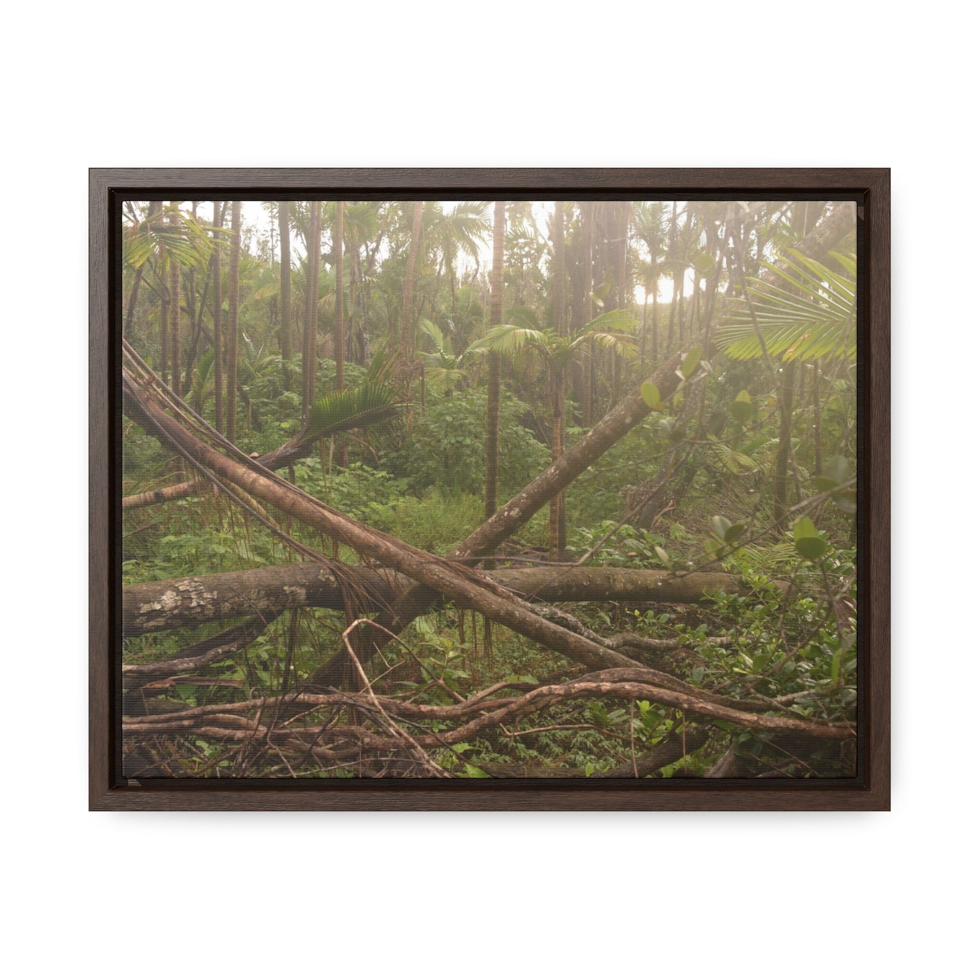 Rainforest Trails & Views - Gallery Canvas Wraps, Horizontal Frame - El Yunque National Forest - Puerto Rico - Rio Sabana tangle of Trees destroyed by Hurricane Maria - Green Forest Home