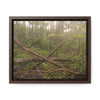 Rainforest Trails & Views - Gallery Canvas Wraps, Horizontal Frame - El Yunque National Forest - Puerto Rico - Rio Sabana tangle of Trees destroyed by Hurricane Maria - Green Forest Home