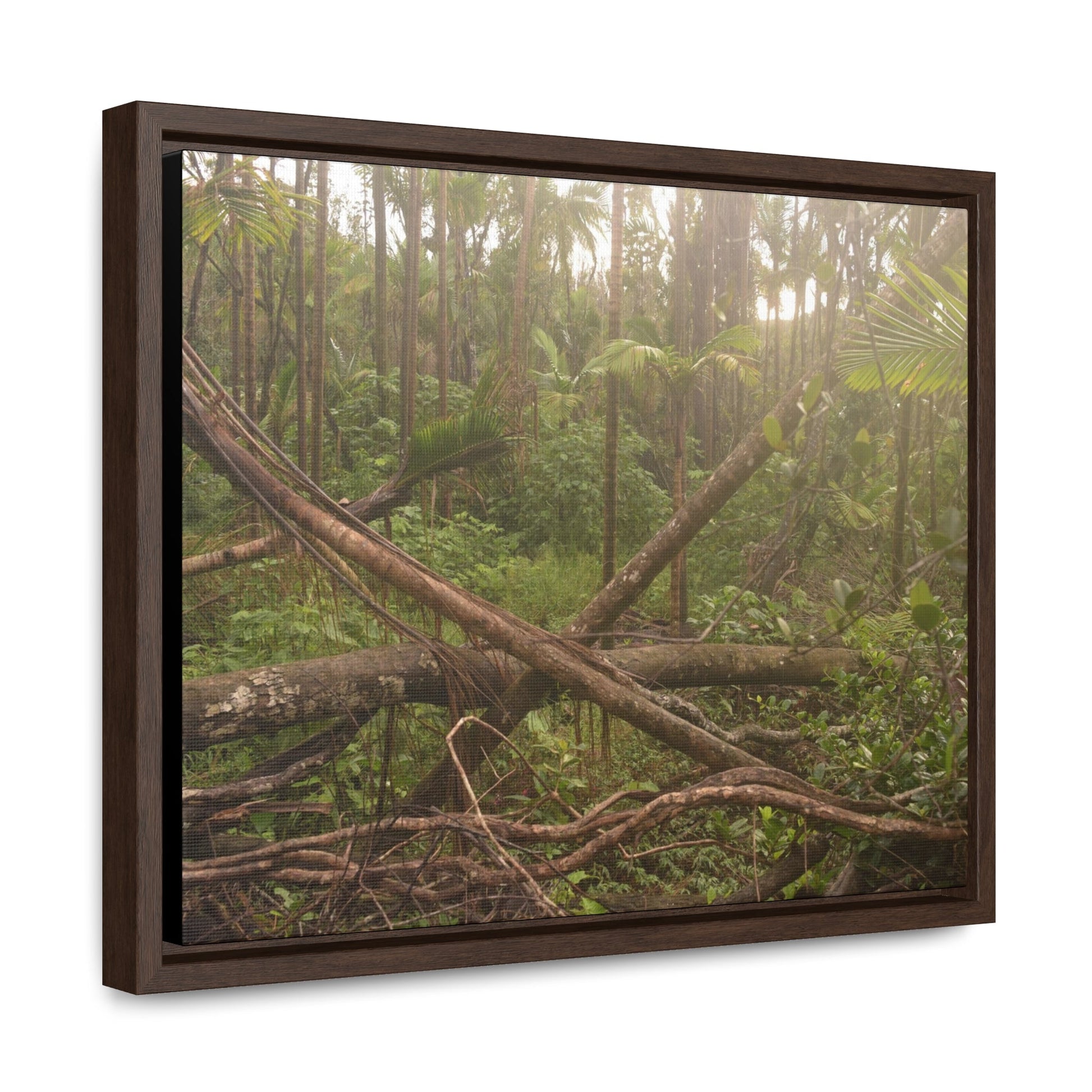 Rainforest Trails & Views - Gallery Canvas Wraps, Horizontal Frame - El Yunque National Forest - Puerto Rico - Rio Sabana tangle of Trees destroyed by Hurricane Maria - Green Forest Home