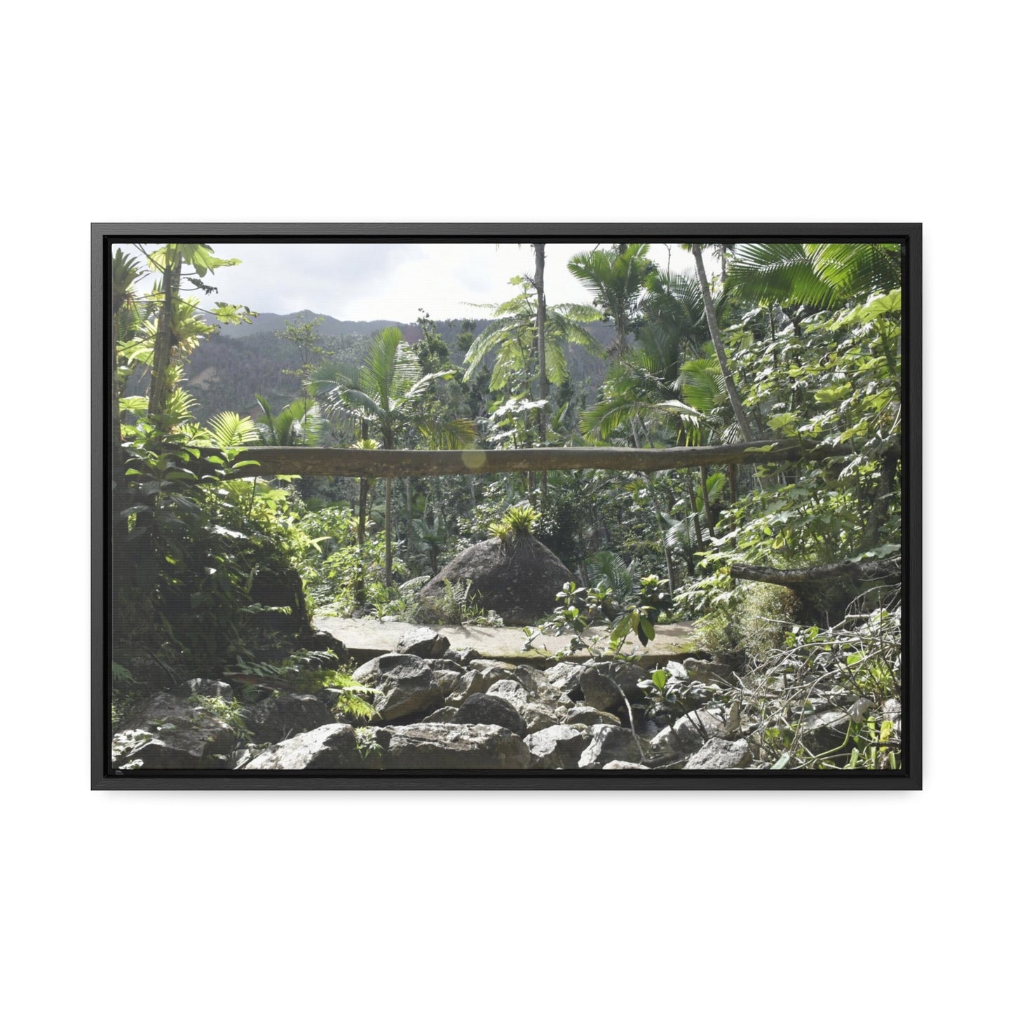 Rainforest Trails & Views - Gallery Canvas Wraps, Horizontal Frame - El Yunque National Forest - Puerto Rico - Rio Sabana Trail - Green Forest Home