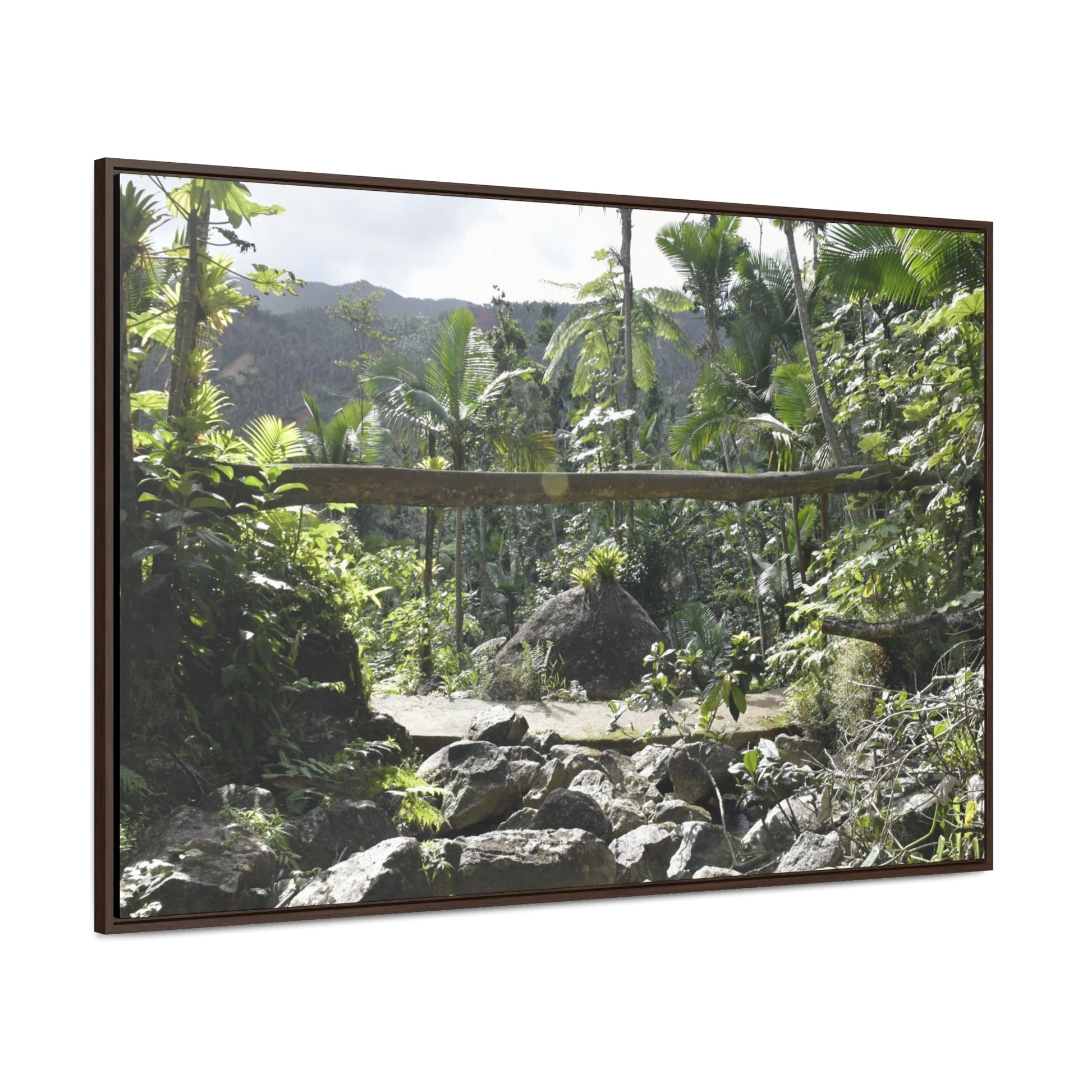 Rainforest Trails & Views - Gallery Canvas Wraps, Horizontal Frame - El Yunque National Forest - Puerto Rico - Rio Sabana Trail - Green Forest Home