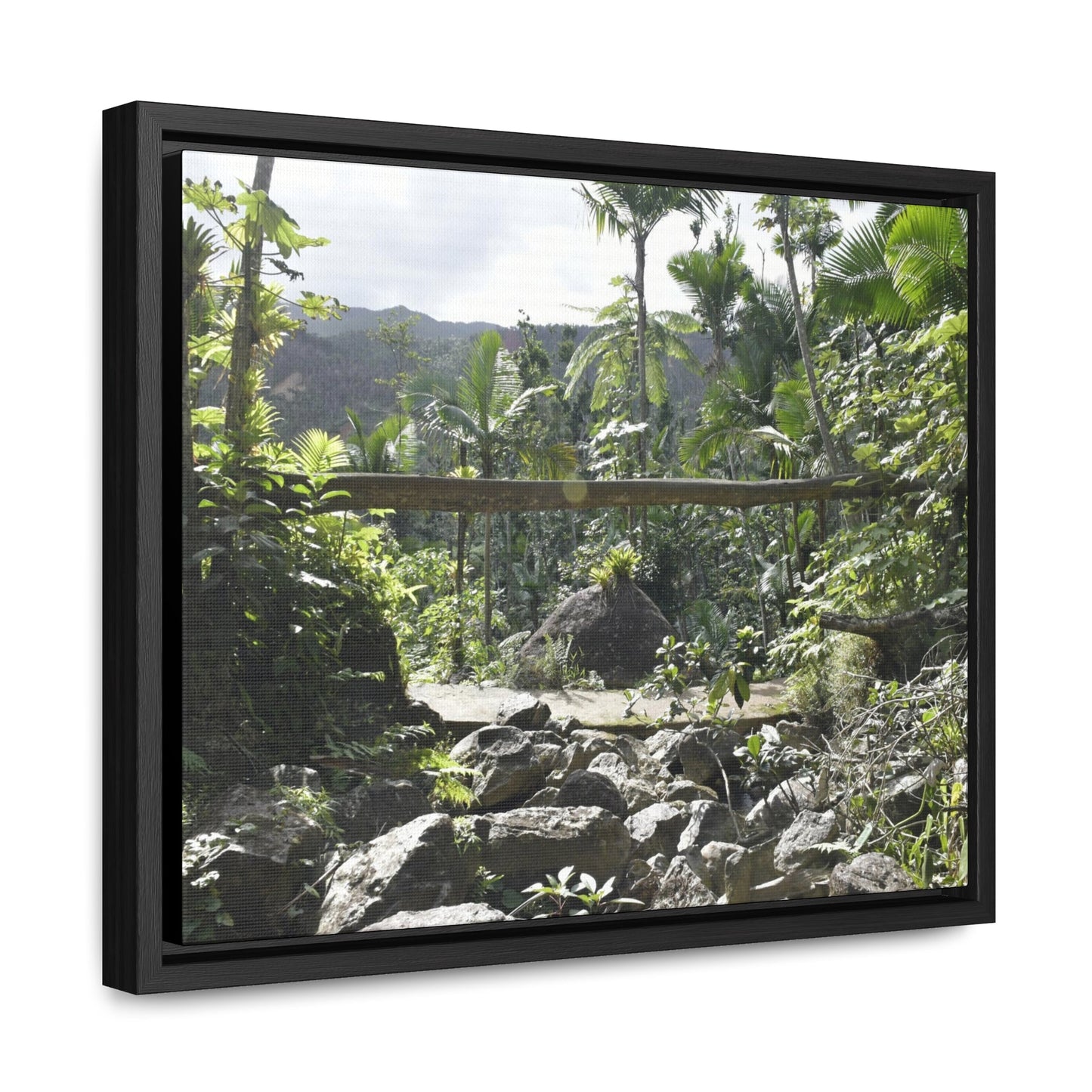 Rainforest Trails & Views - Gallery Canvas Wraps, Horizontal Frame - El Yunque National Forest - Puerto Rico - Rio Sabana Trail - Green Forest Home