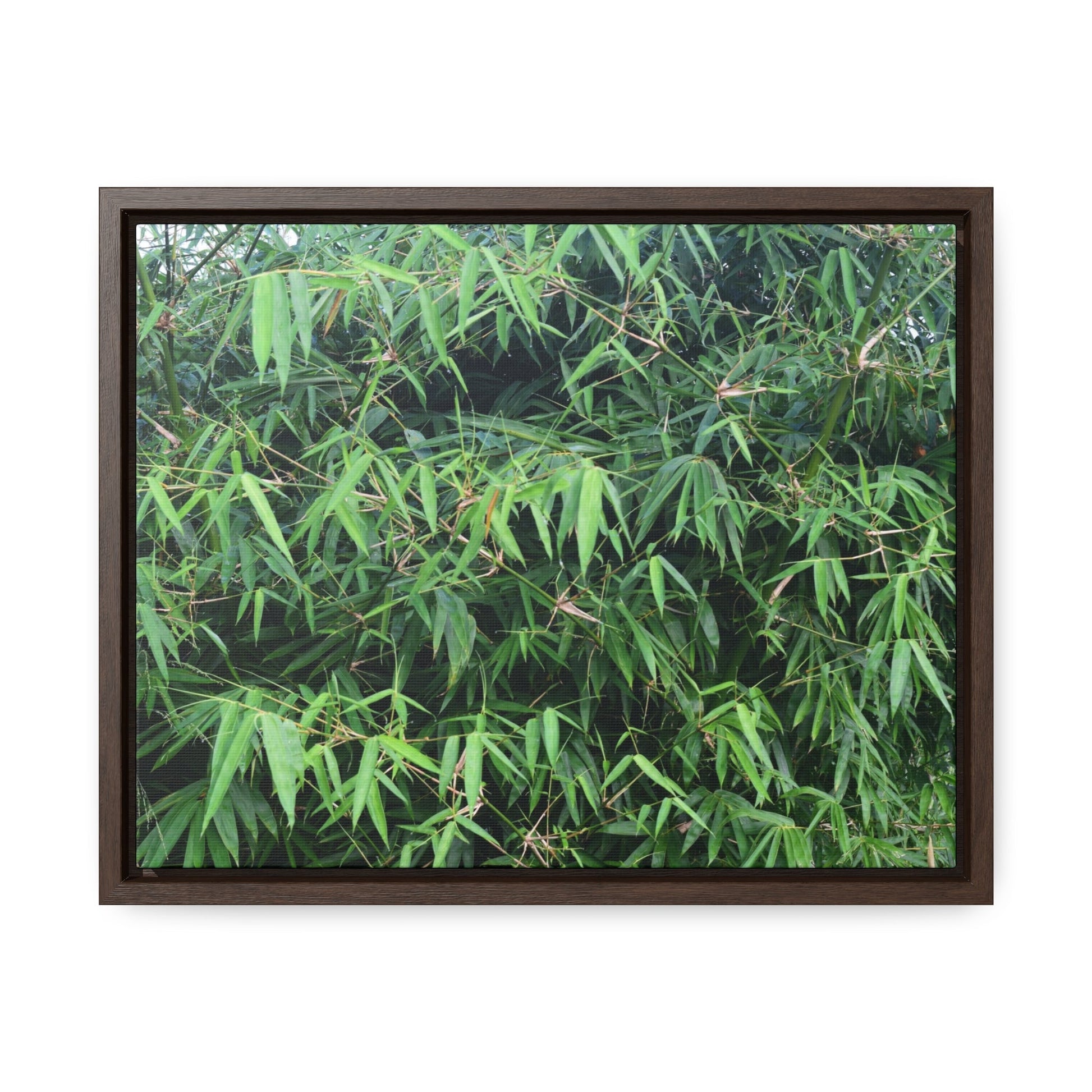 Rainforest Trails & Views - Gallery Canvas Wraps, Horizontal Frame - El Yunque National Forest - Puerto Rico - Rio Sabana trail - Bamboo grove - Green Forest Home