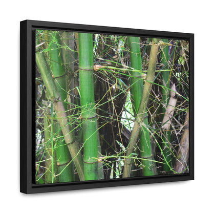 Rainforest Trails & Views - Gallery Canvas Wraps, Horizontal Frame - El Yunque National Forest - Puerto Rico - Rio Sabana trail - Bamboo grove - Green Forest Home