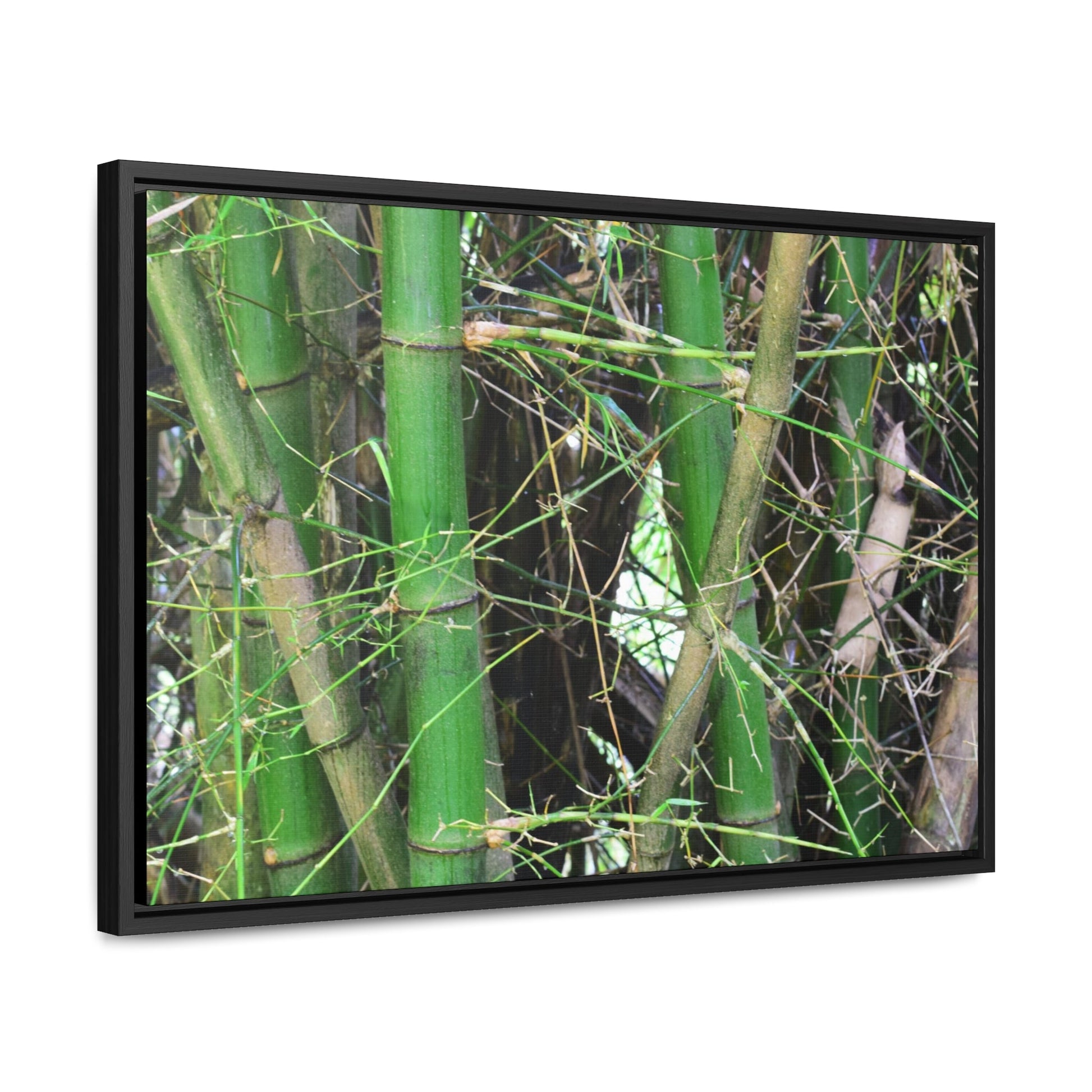 Rainforest Trails & Views - Gallery Canvas Wraps, Horizontal Frame - El Yunque National Forest - Puerto Rico - Rio Sabana trail - Bamboo grove - Green Forest Home