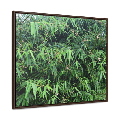 Rainforest Trails & Views - Gallery Canvas Wraps, Horizontal Frame - El Yunque National Forest - Puerto Rico - Rio Sabana trail - Bamboo grove - Green Forest Home