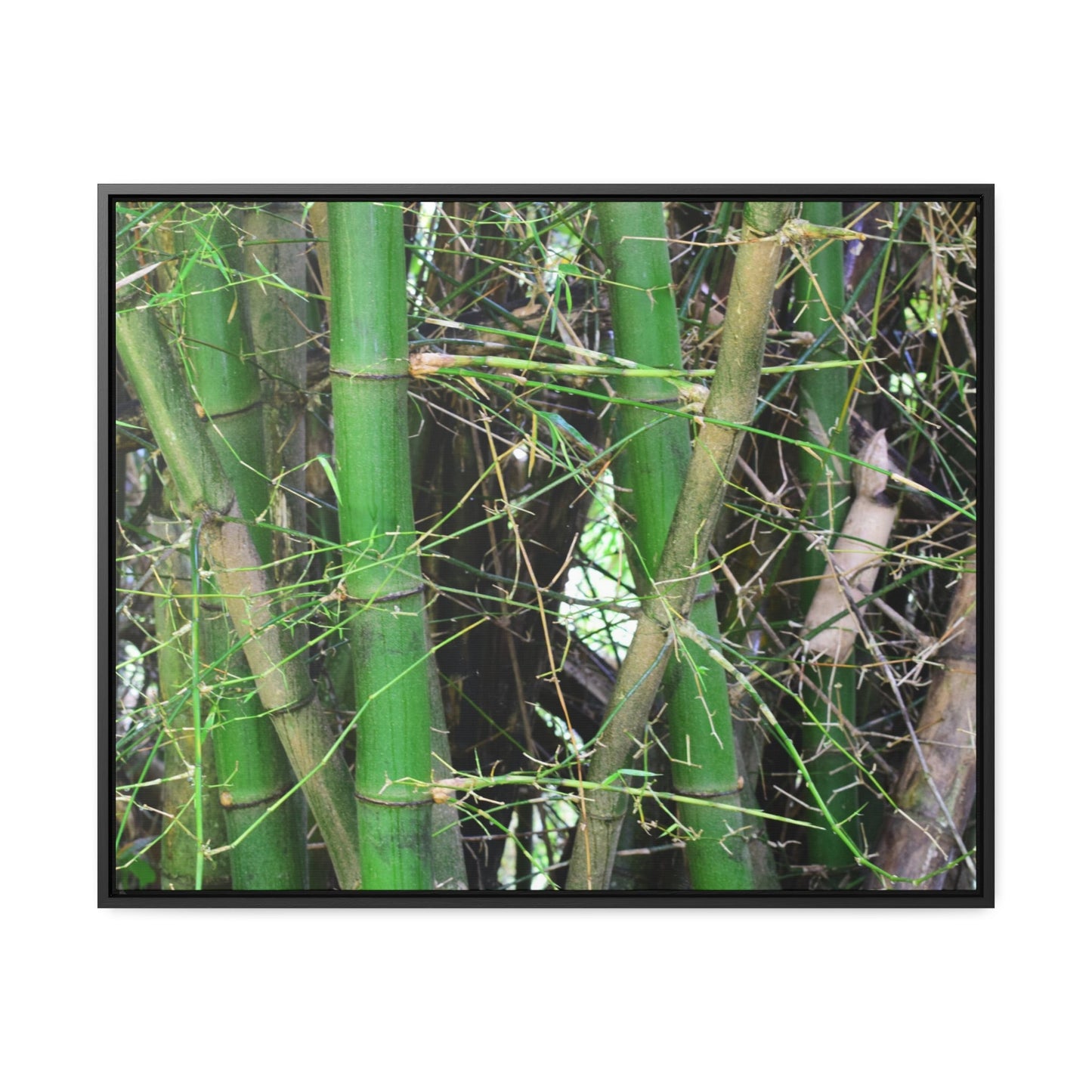 Rainforest Trails & Views - Gallery Canvas Wraps, Horizontal Frame - El Yunque National Forest - Puerto Rico - Rio Sabana trail - Bamboo grove - Green Forest Home