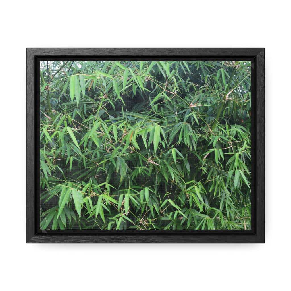 Rainforest Trails & Views - Gallery Canvas Wraps, Horizontal Frame - El Yunque National Forest - Puerto Rico - Rio Sabana trail - Bamboo grove - Green Forest Home