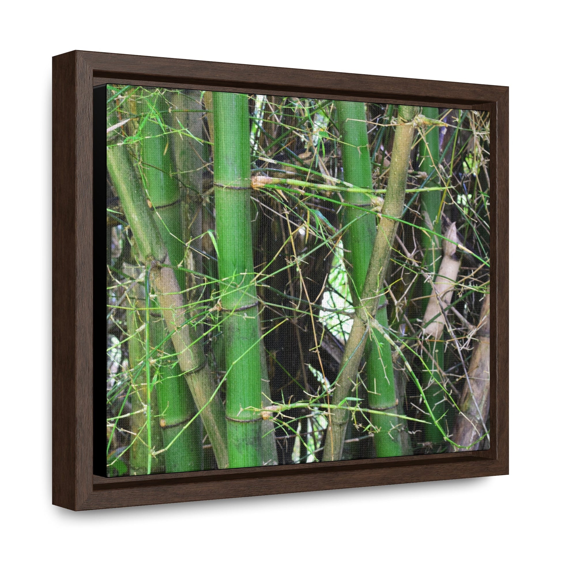 Rainforest Trails & Views - Gallery Canvas Wraps, Horizontal Frame - El Yunque National Forest - Puerto Rico - Rio Sabana trail - Bamboo grove - Green Forest Home