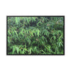 Rainforest Trails & Views - Gallery Canvas Wraps, Horizontal Frame - El Yunque National Forest - Puerto Rico - Rio Sabana trail - Bamboo grove - Green Forest Home