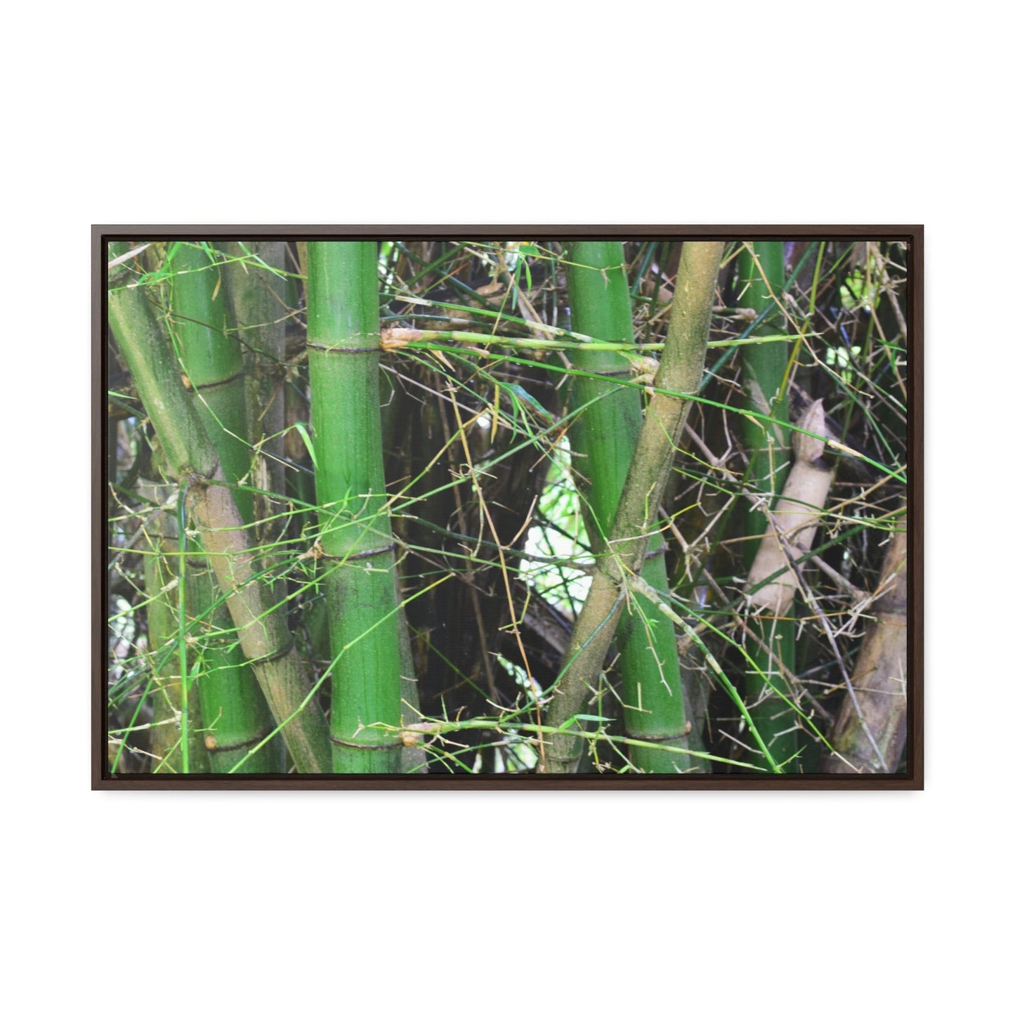 Rainforest Trails & Views - Gallery Canvas Wraps, Horizontal Frame - El Yunque National Forest - Puerto Rico - Rio Sabana trail - Bamboo grove - Green Forest Home
