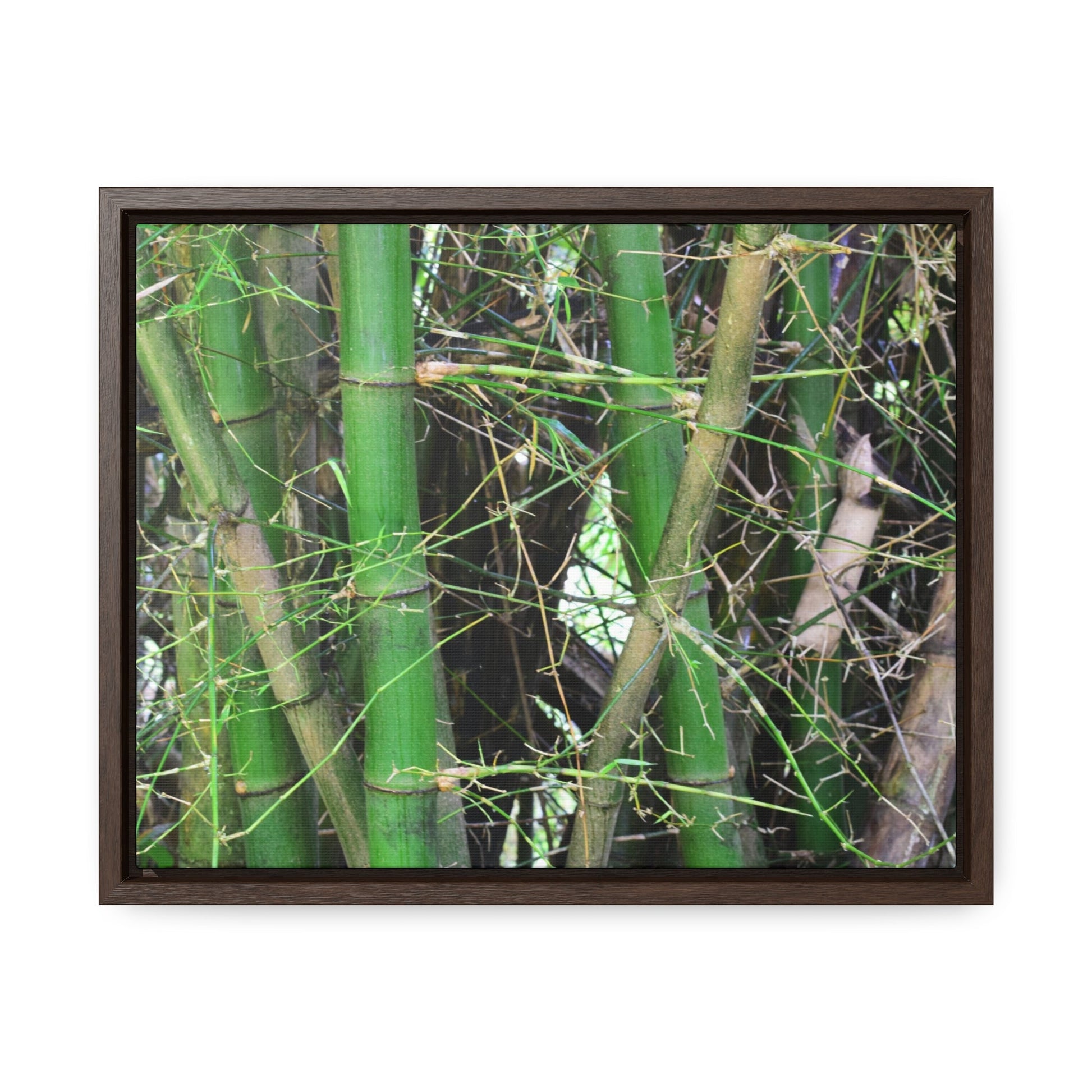 Rainforest Trails & Views - Gallery Canvas Wraps, Horizontal Frame - El Yunque National Forest - Puerto Rico - Rio Sabana trail - Bamboo grove - Green Forest Home