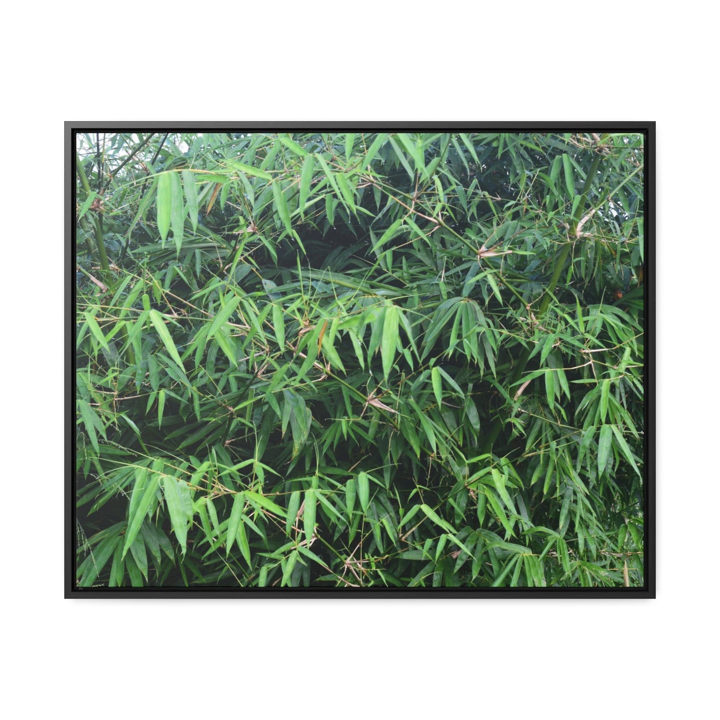 Rainforest Trails & Views - Gallery Canvas Wraps, Horizontal Frame - El Yunque National Forest - Puerto Rico - Rio Sabana trail - Bamboo grove - Green Forest Home